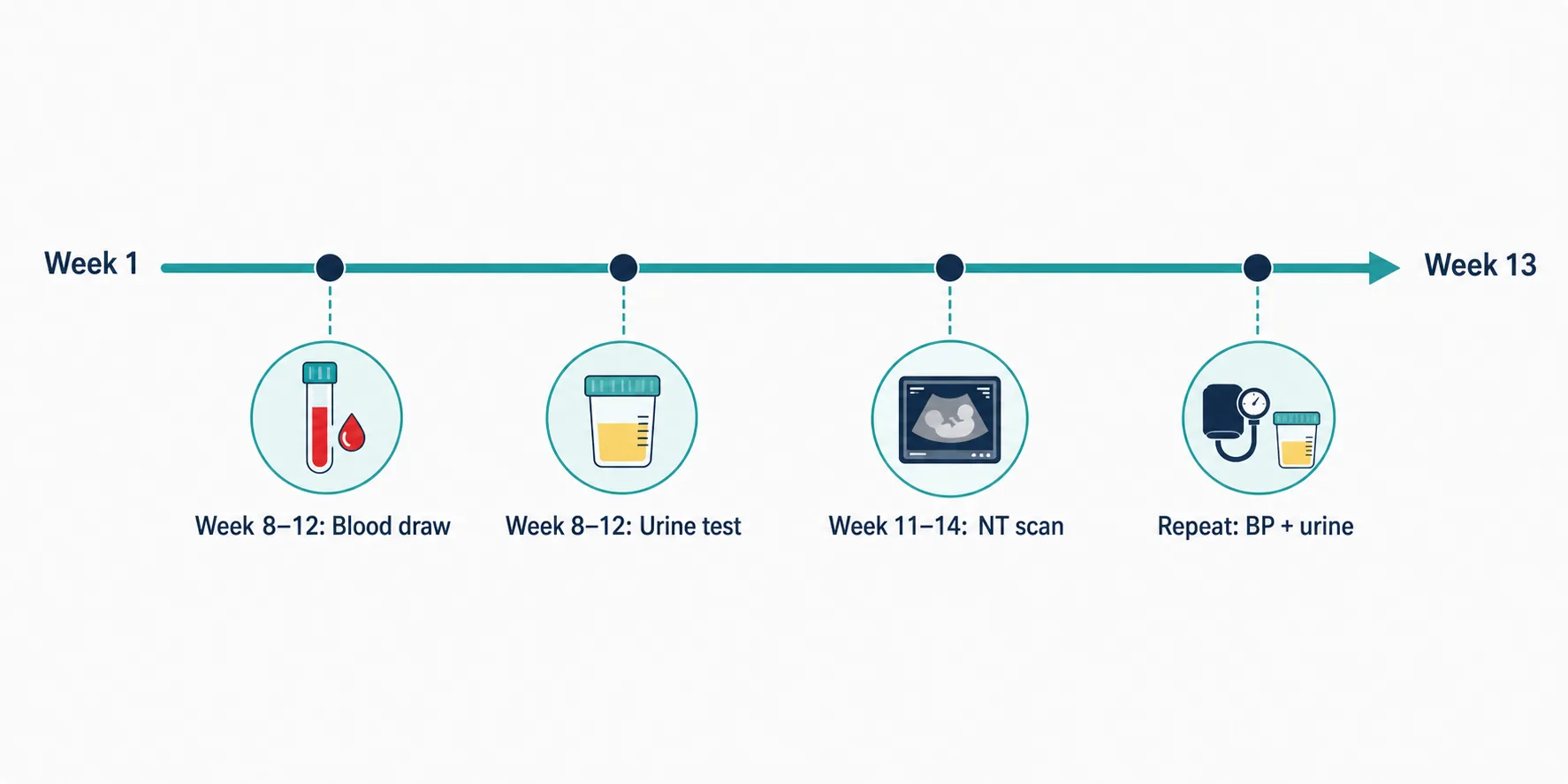 Timeline diagram showing when first trimester prenatal tests occur from week 1 through week 13