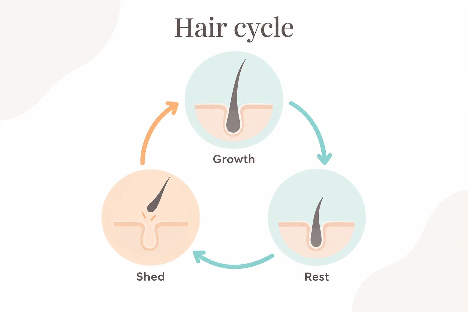 Flat-vector diagram of the hair growth cycle looping through growth, rest and shedding phases.