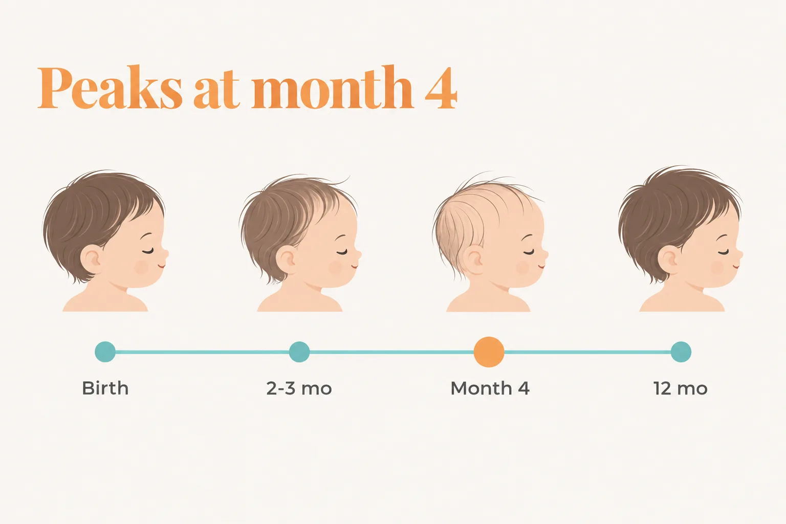 Flat-vector timeline showing postpartum shedding starting around 2 to 3 months, peaking at month four, and easing by about 12 months.