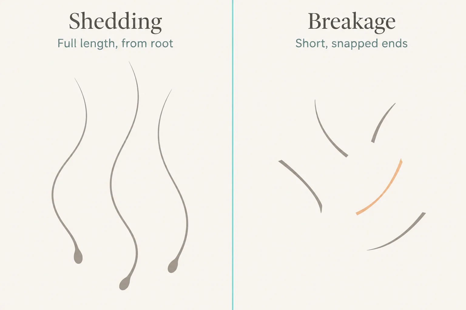 Side-by-side flat-vector comparison of shed full-length hairs with root bulbs versus short snapped pieces from breakage.